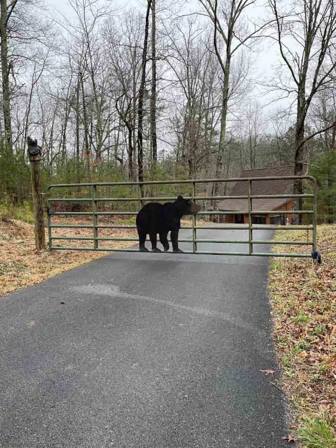 Great Smoky Mountains Cabin!, Secluded, Pet-Kid Friendly! Sevierville Exterior photo